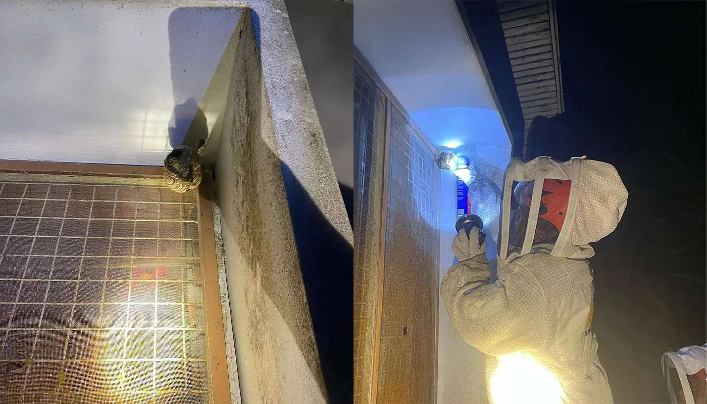 Civil Defence Force Eliminates Wasp Nest at Julau Quarters 1 Sarawak, Sarawak News, Julau, Julau News, Department of Agriculture, Public Safety, Civil Defence, APM Julau, Insect Nest Removal