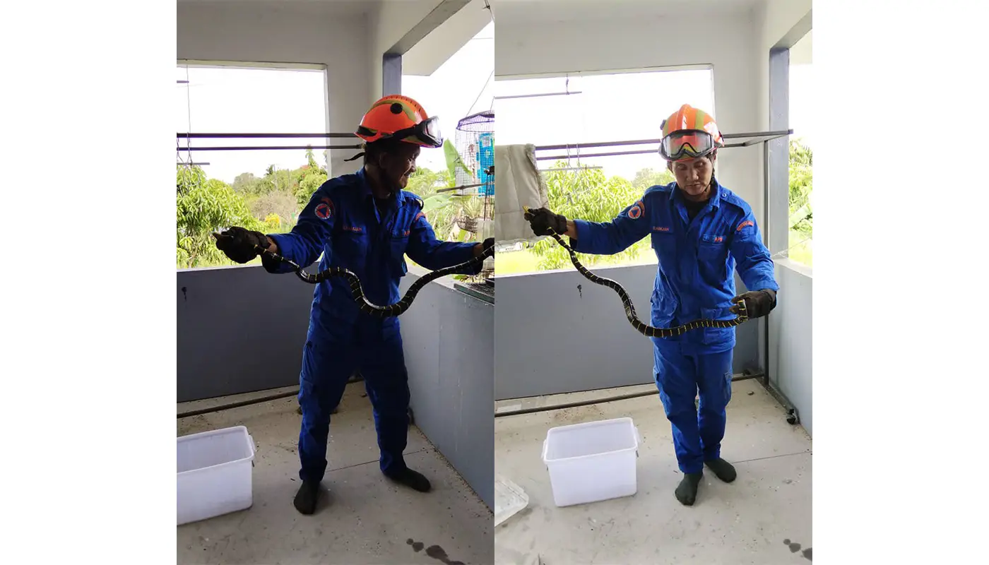 Civil Defence Force Matu Captured A Ringed Snake 1 Sarawak, Sarawak News, Matu, Matu News, Civil Defence, Wildlife Incident, Emergency Response