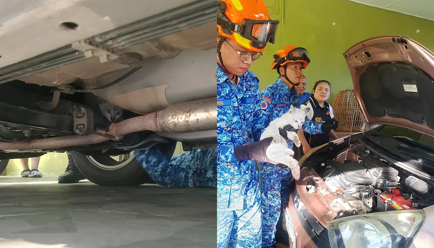 Civil Defence Force Rescues Trapped Cat in Lundu 1 Sarawak, Sarawak News, Lundu, Lundu News, Civil Defence, Animal Rescue, Emergency Response