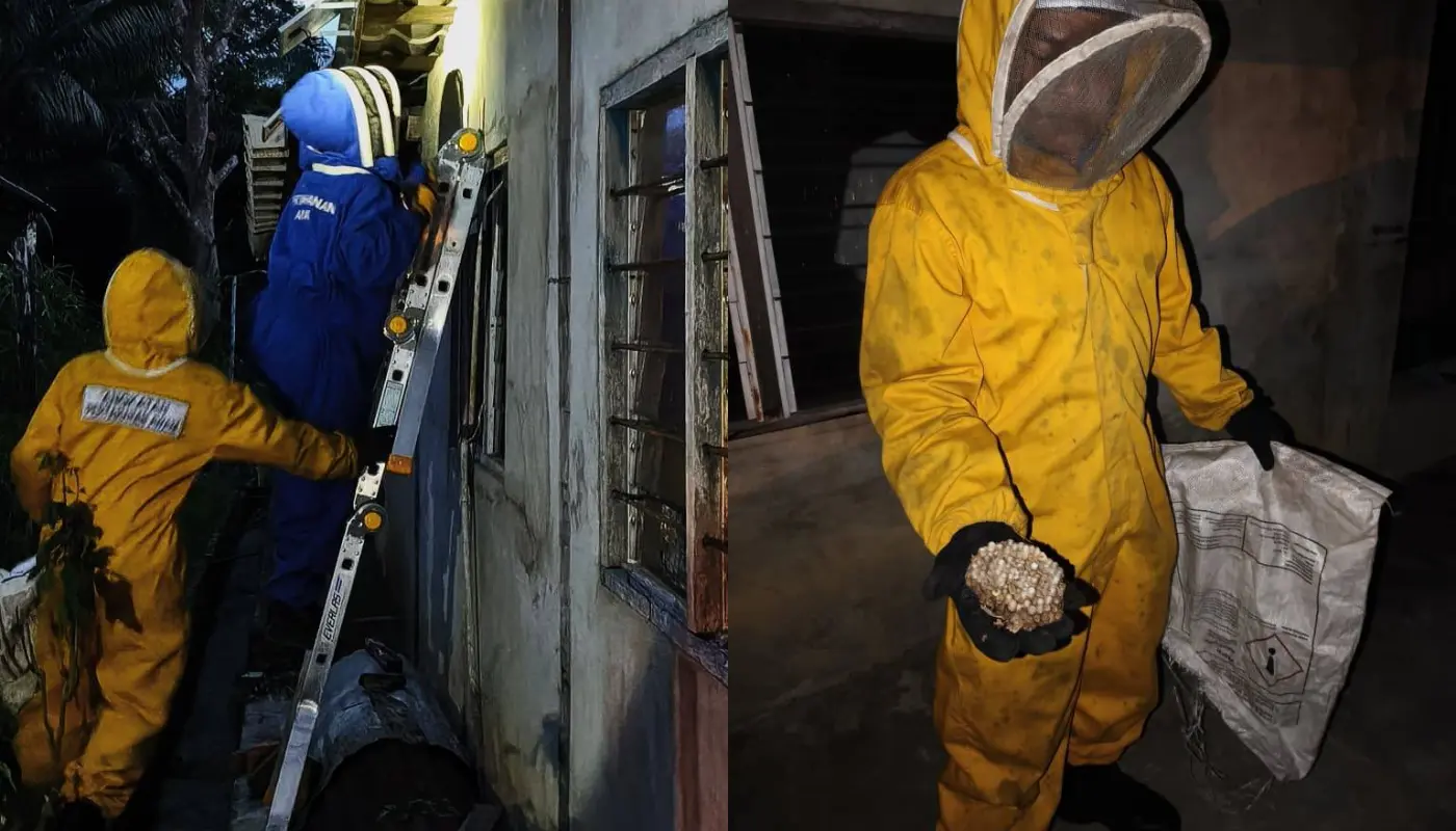 Civil Defence Removes Bee Nest in Serian 1 Sarawak, Sarawak News, Serian, Serian News, APM Serian, Civil Defence, Public Safety, Insect Nest, Emergency Response