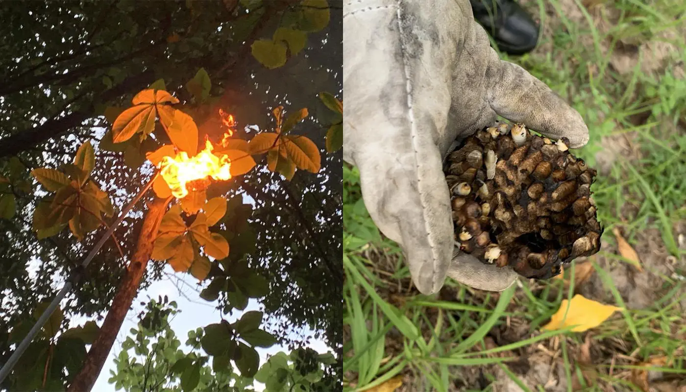 Civil Defence Removes Wasp Nests at Sematan Resort 1 Sarawak, Sarawak News, Sematan, Sematan News, Bukit Sematan Resort, Public Safety, Civil Defence, APM Sematan, Insect Control