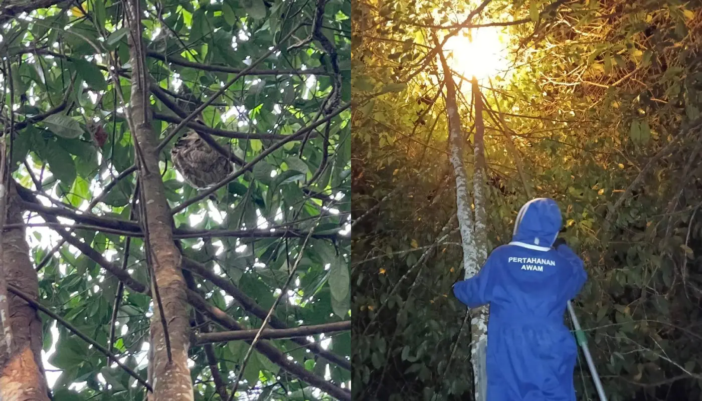 Hornet Nest Destroyed by APM Mukah After Public Alert 1 Sarawak, Sarawak News, Mukah, Mukah News, Emergency Response, Wildlife Control, Public Safety