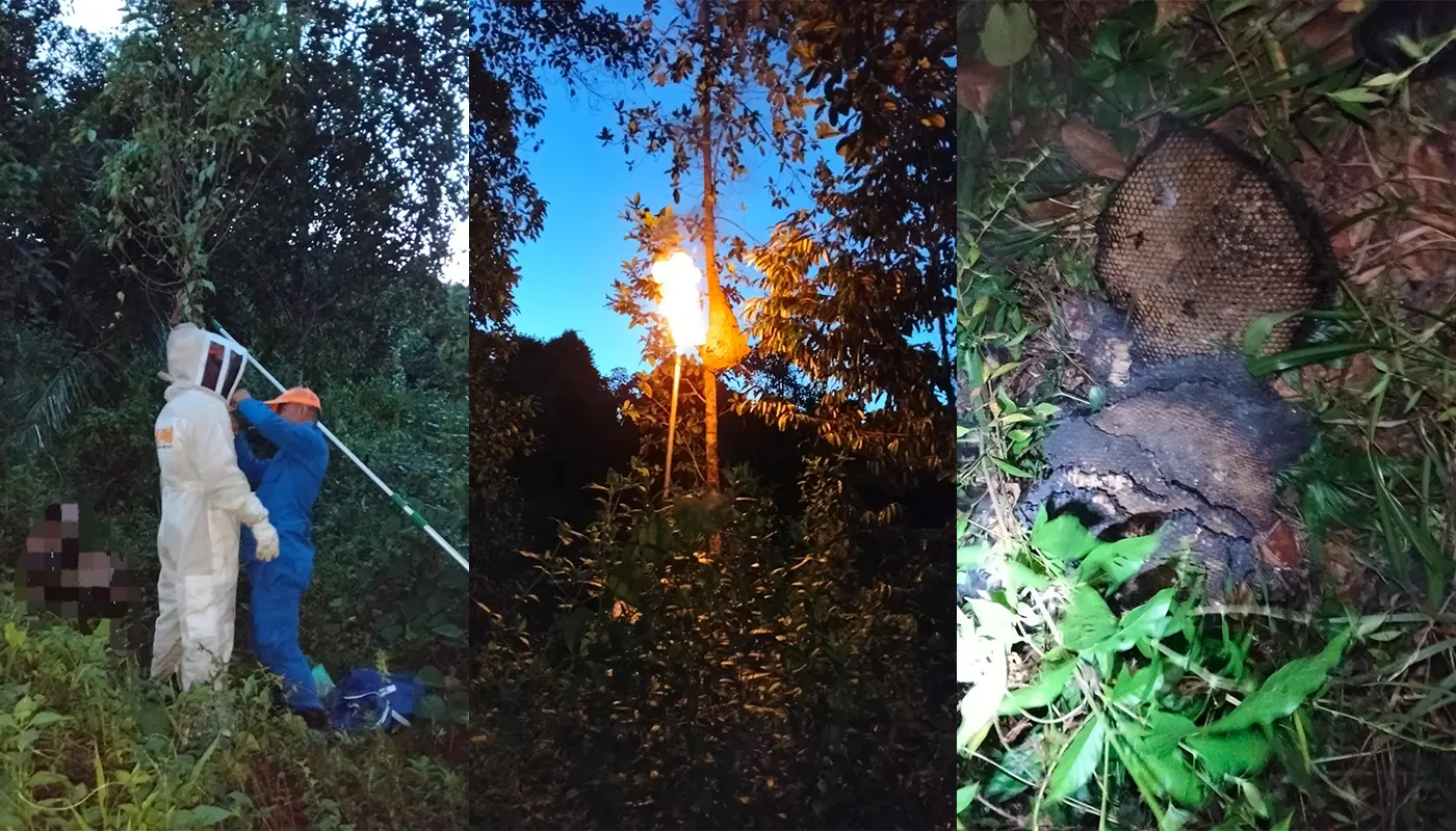 APM Destroys Wasp Nest at Kampung Sekambal, Lundu 1 Sarawak, Sarawak News, Lundu, Lundu News, Civil Defence Force, APM Lundu, Pest Control, Emergency Response