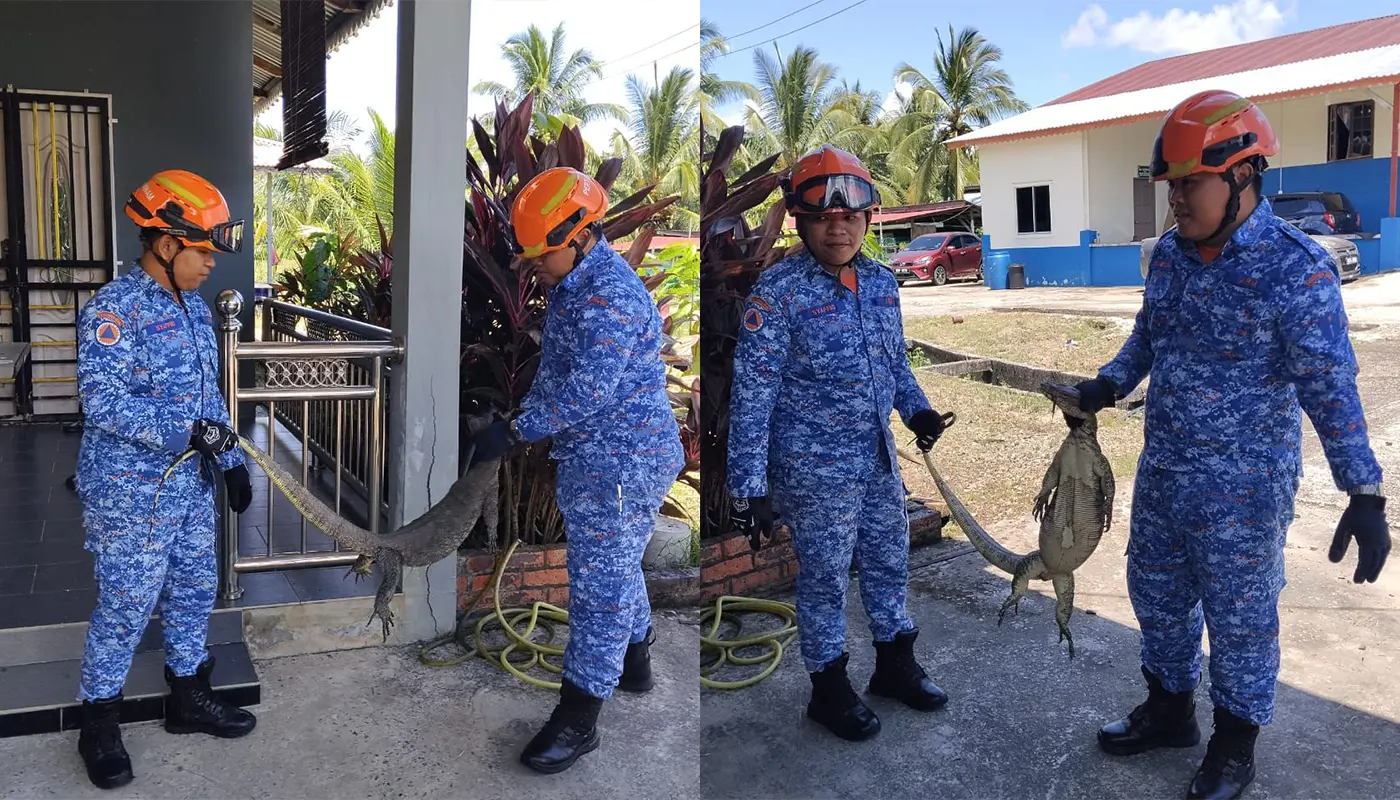Monitor Lizard Removed from Kitchen by APM Spaoh 1 Sarawak, Sarawak News, Spaoh, Spaoh News, Wildlife Rescue, Public Safety, APM Spaoh