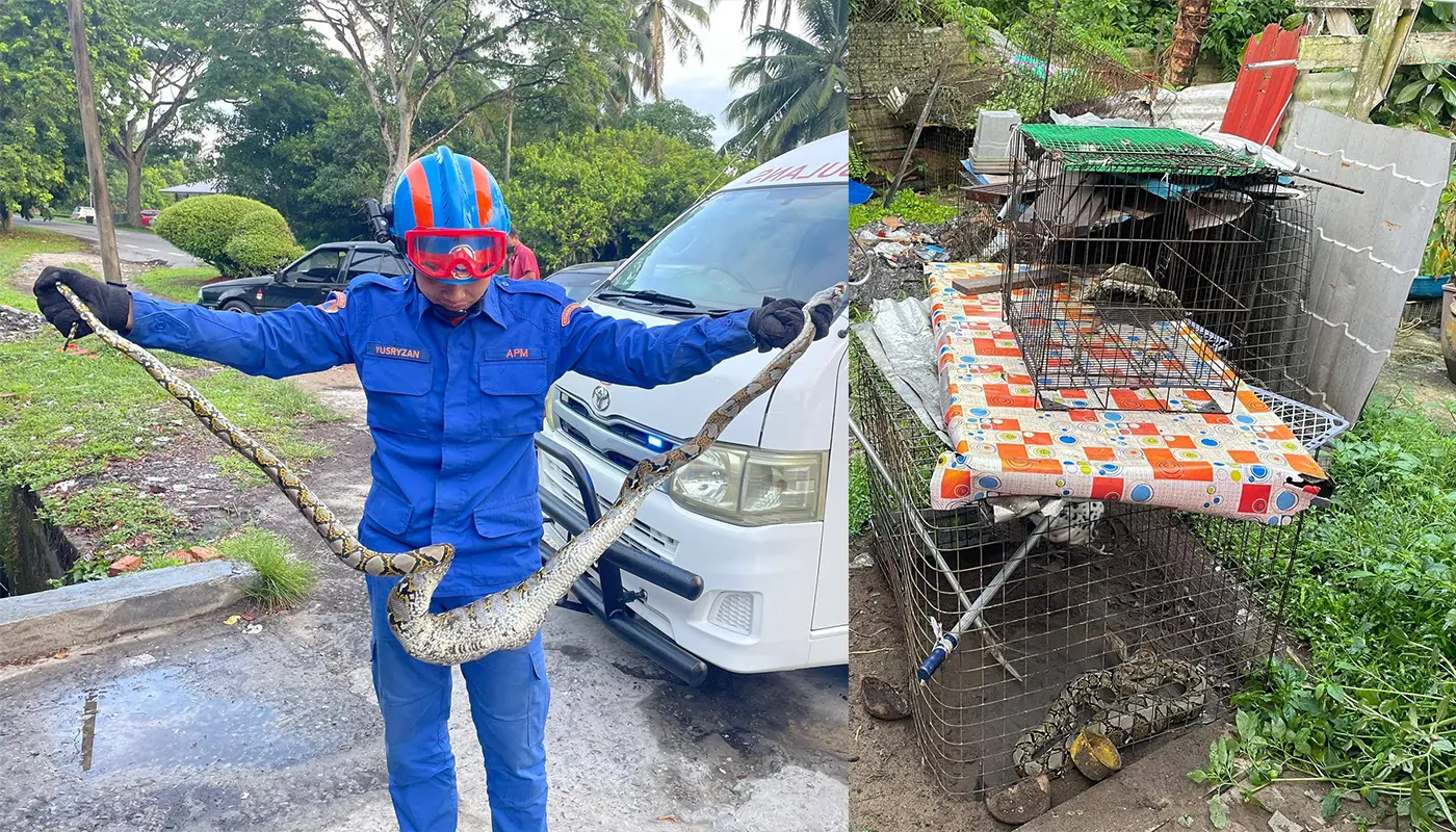 Python Safely Removed from Chicken Coop by APM Mukah 1 Sarawak, Sarawak News, Mukah, Mukah News, Civil Defence, Emergency Response, Public Safety, Snake Catching