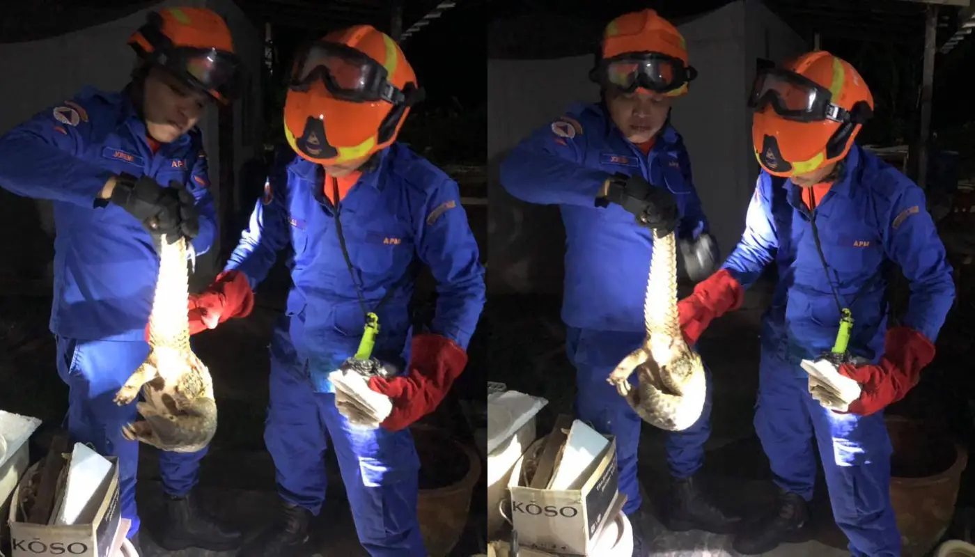 Serian Civil Defence Force Captures Pangolin 1 Sarawak, Sarawak News, Serian, Serian News, Civil Defence, Wildlife Rescue, Public Safety, Emergency Response