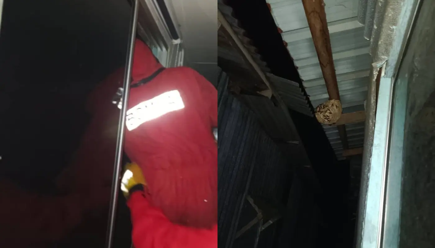 Sibu Firefighters Remove Wasp Nest from Residential Property 1 Sarawak, Sarawak News, Sibu, Sibu News, Fire and Rescue, Public Safety, Insect Control