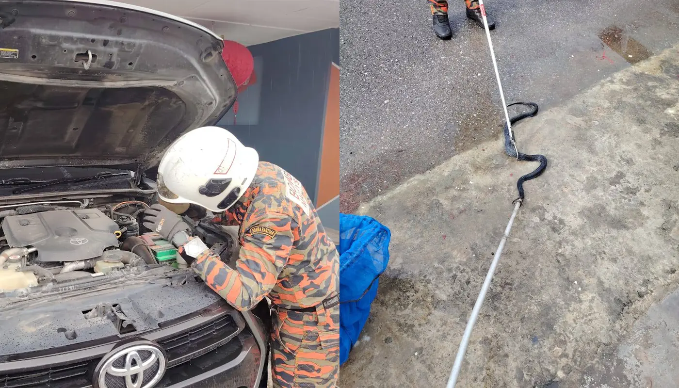 Snake Removed by BBP Safely from Vehicle in Sibu Jaya 1 Sarawak, Sarawak News, Sibu, Sibu News, Fire and Rescue Department, Snake Catching, Public Safety