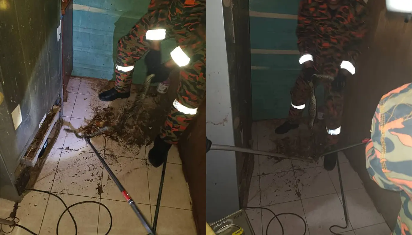 Python Removed from Home by Firefighters in Sibu 1 Sarawak, Sarawak News, Sibu, Sibu News, Snake Catching, Fire and Rescue, Public Safety, Emergency Response
