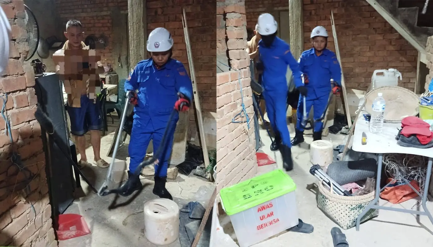 APM Bintulu Captures Cobra in Store Safely 1 Sarawak, Sarawak News, Bintulu, Bintulu News, Snake Incident, Civil Defence, Wildlife Safety, Public Safety