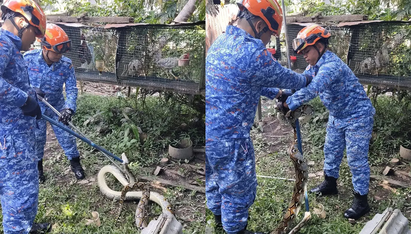 APM Captured 3.7-Metre Batik Python in Spaoh Chicken Coop 1 Sarawak, Sarawak News, Spaoh, Spaoh News, Wildlife Incident, Civil Defence, Animal Rescue