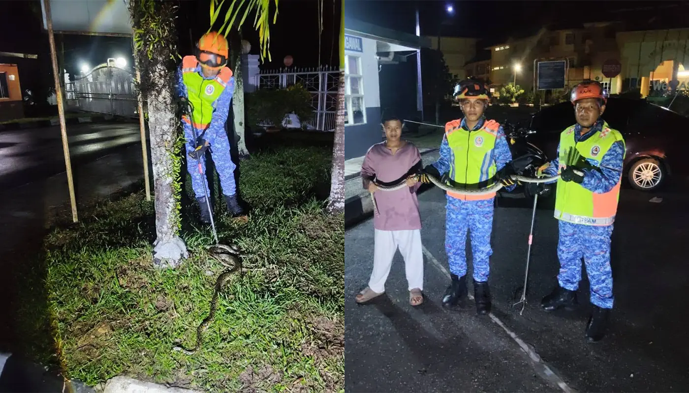 APM Captures Batik Python Near Saratok School 1 Sarawak, Sarawak News, Saratok, Saratok News, School Safety, Civil Defence, Batik Python