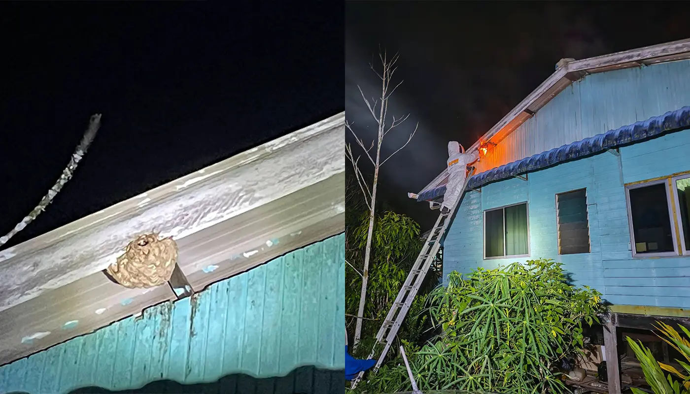 Sarawak, Sarawak News, Dalat, Dalat News, Public Safety, Emergency Response, Insect Nest Removal