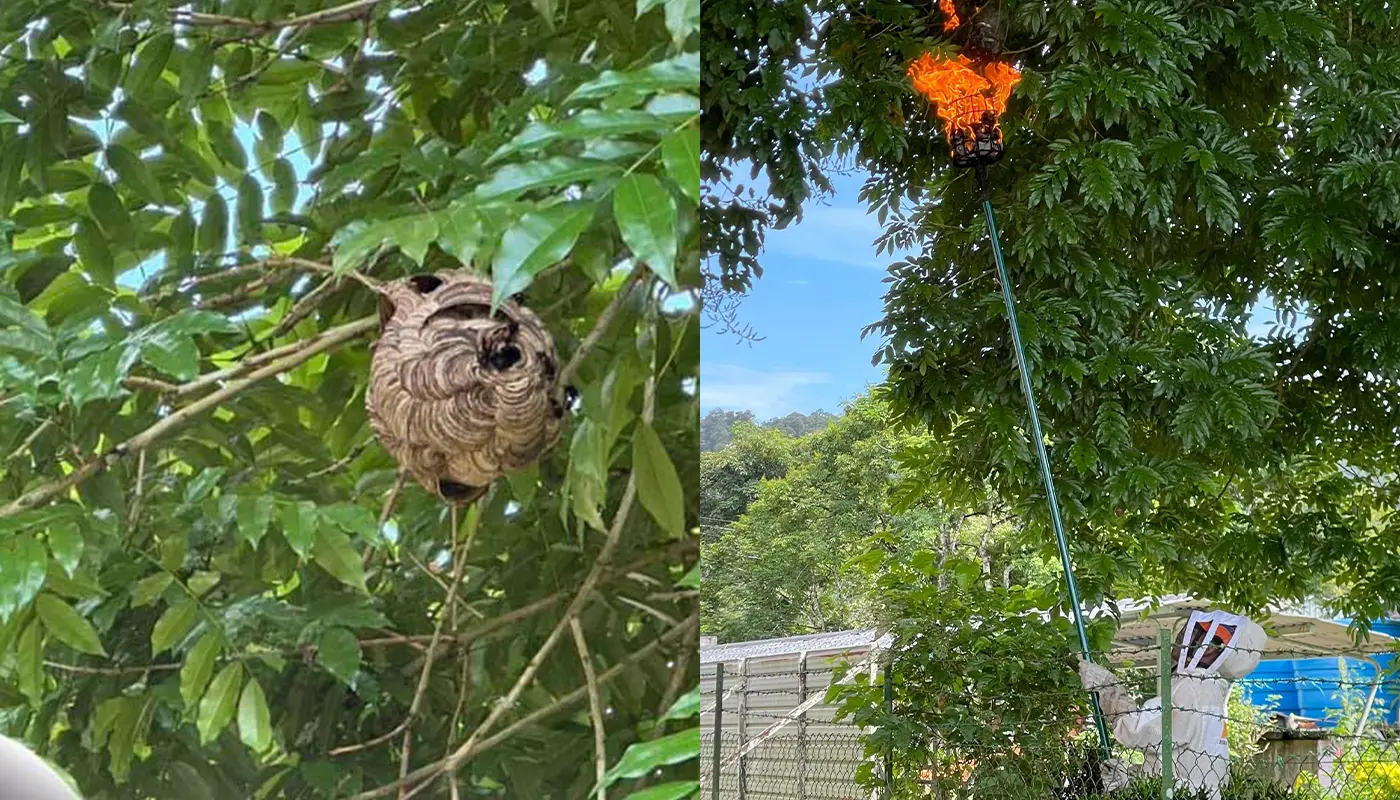 APM Destroys Ground Wasp Nest at Bau School Safely 1 Sarawak, Sarawak News, Bau, Bau News, Civil Defence, Emergency Response, Public Safety, School Safety