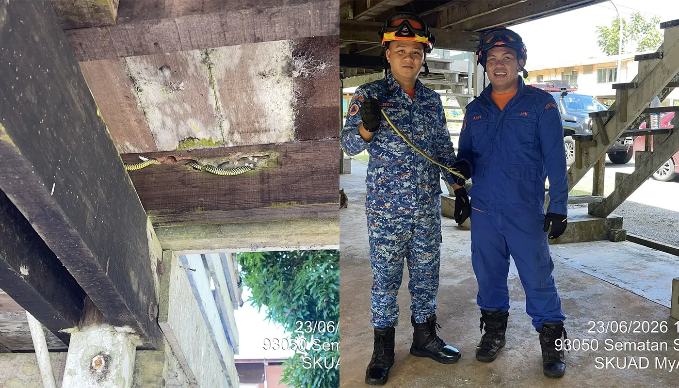 APM Handles Snake Capture at Sematan Health Clinic Quarters 1 Sarawak, Sarawak News, Sematan, Sematan News, Lundu, Lundu News, Snake Capture, Emergency Response, APM