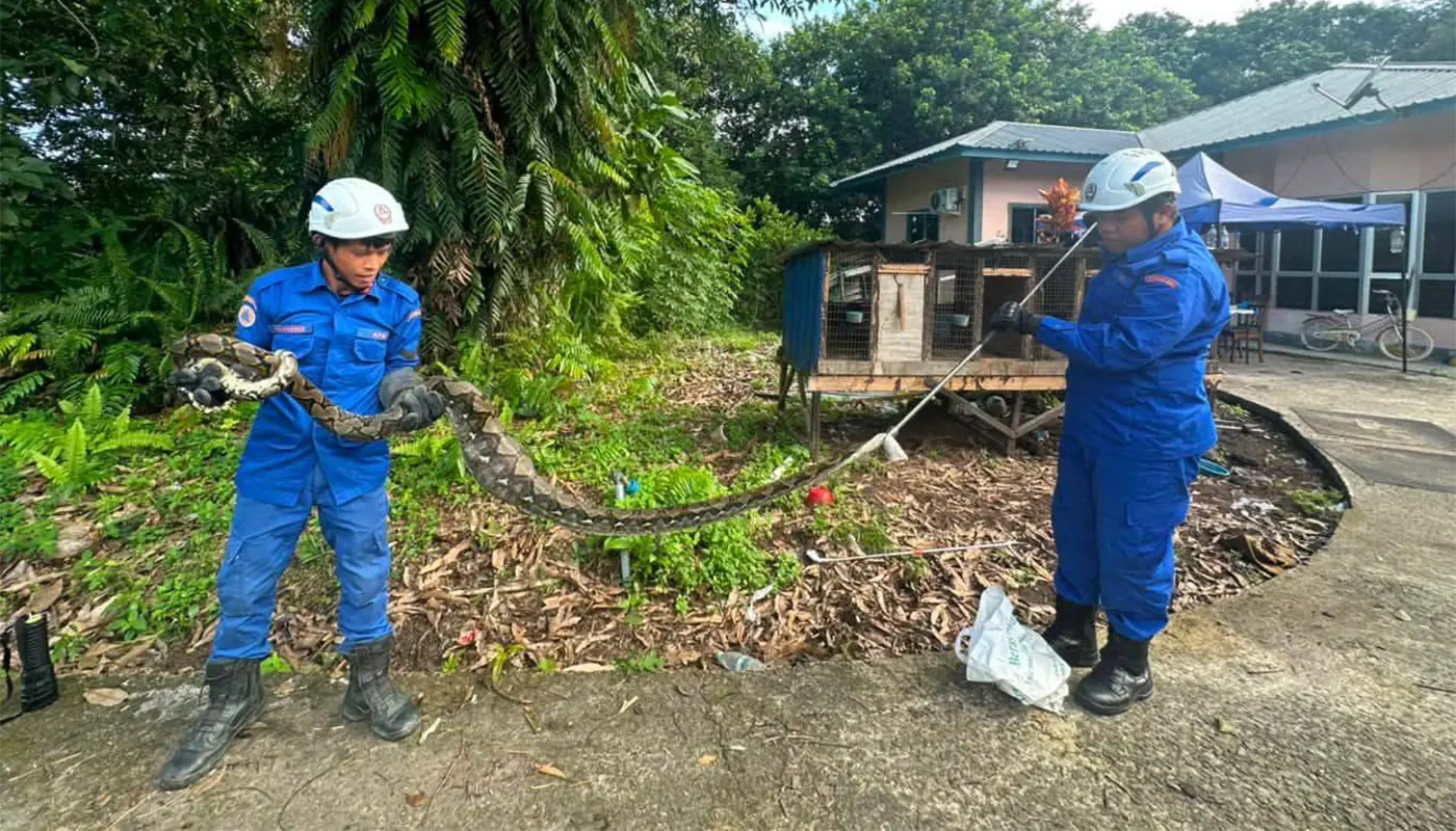 APM Lawas Safely Captures Python in Kampung Dato 1 Sarawak, Sarawak News, Lawas, Lawas News, Snake Incident, Civil Defence, Wildlife Safety, Public Safety