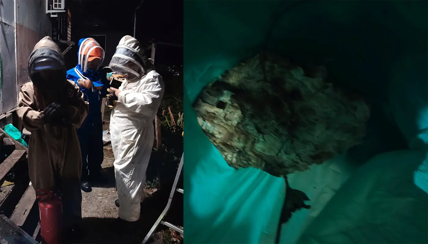 APM Limbang Removes Large Wasp Nest in Kampung Limpaong 1 Sarawak, Sarawak News, Limbang, Limbang News, Wasp Nest, Emergency Response, Public Safety