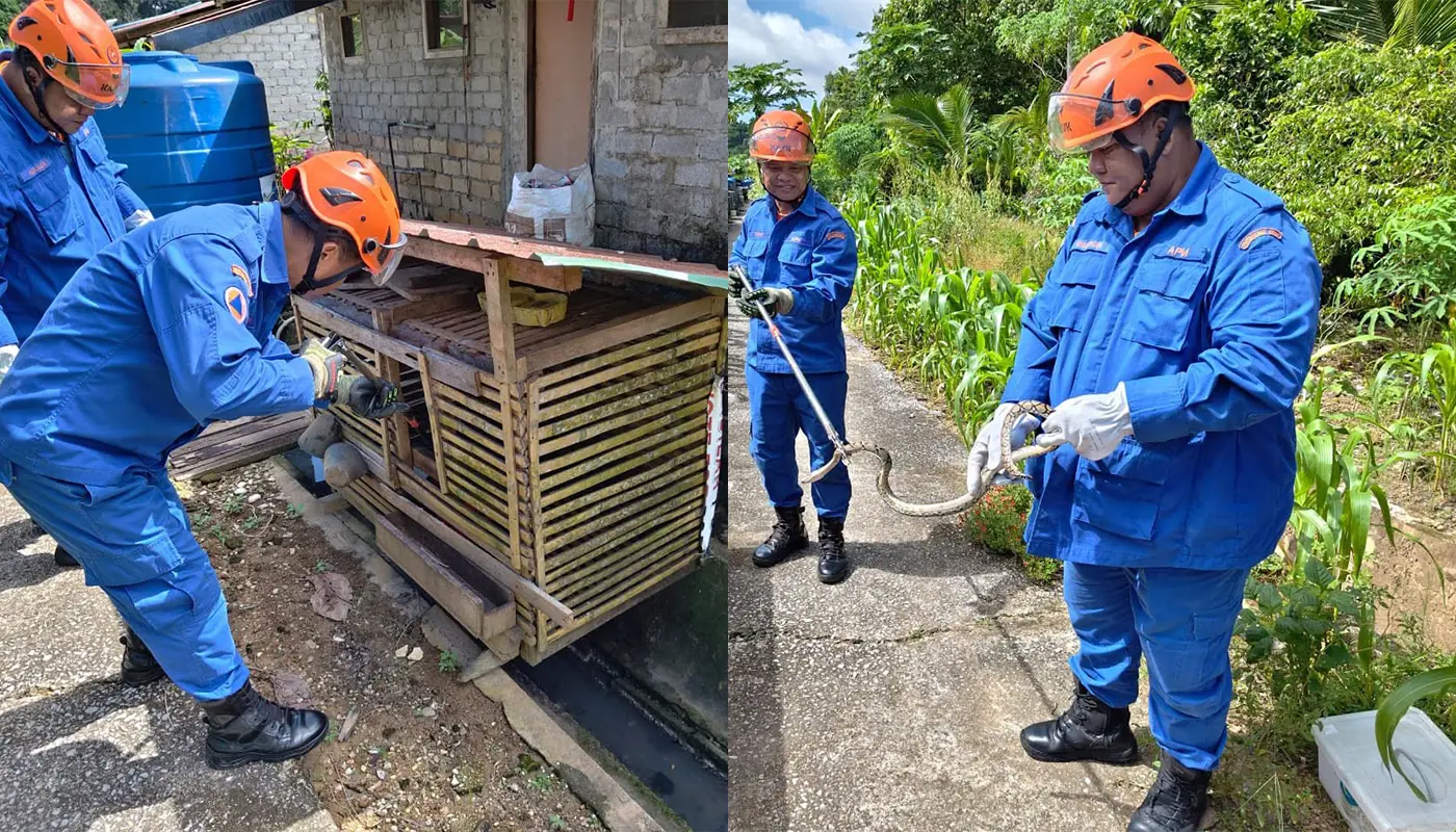 APM Lubok Antu Safely Captures Python in Village Chicken Coop 1 Sarawak, Sarawak News, Lubok Antu, Lubok Antu News, Snake Incident, Civil Defence, Wildlife Safety, Public Safety