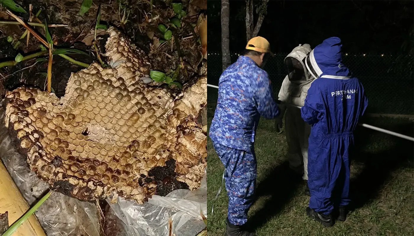 Sarawak, Sarawak News, Sematan, Sematan News, Emergency Response, Public Safety, Insect Nest Removal