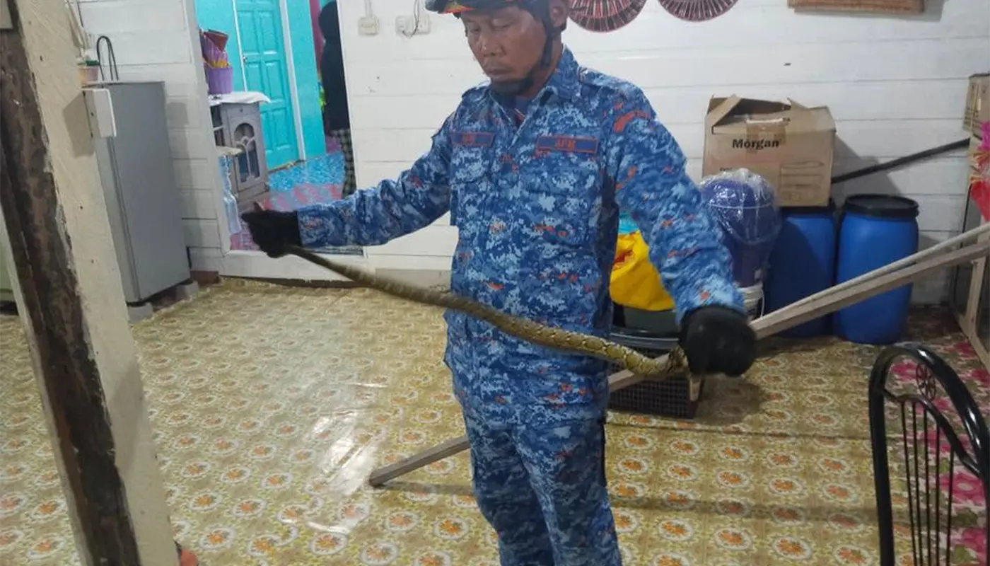 Sarawak, Sarawak News, Matu, Matu News, Public Safety, Emergency Response, Wildlife Rescue, Python Capture