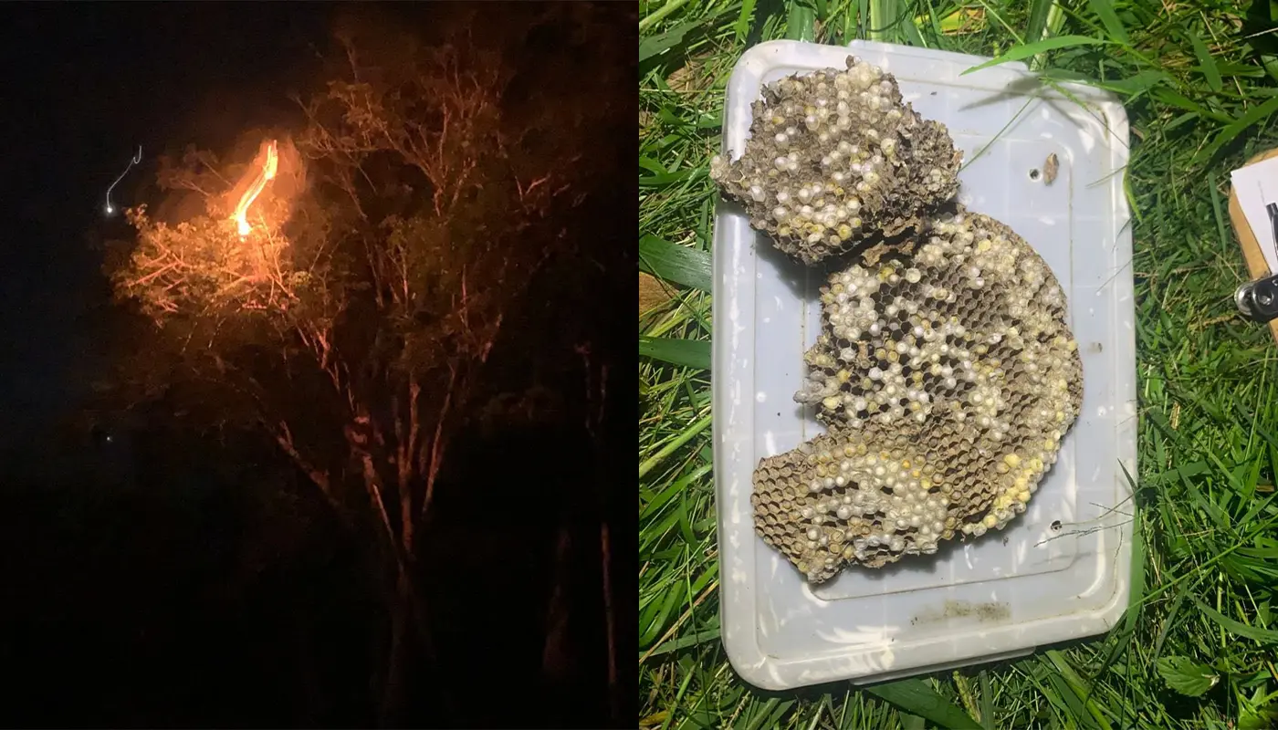 APM Matu Destroys Large Wasp Nest Behind Village Home 1 Sarawak, Sarawak News, Matu, Matu News, Wasp Nest, Wildlife Incident, Emergency Response, APM