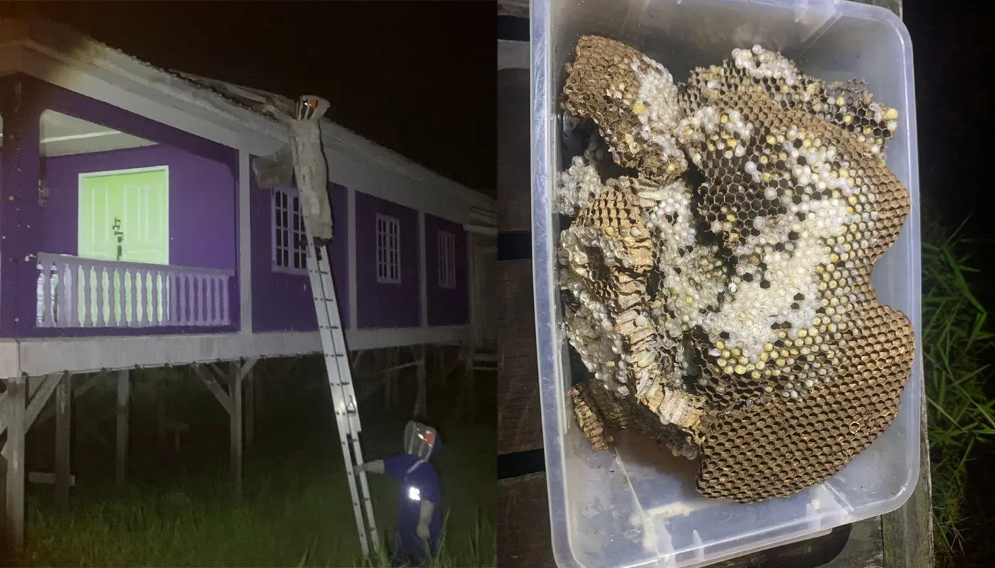 Sarawak, Sarawak News, Matu, Matu News, Public Safety, Emergency Response, Insect Nest Removal