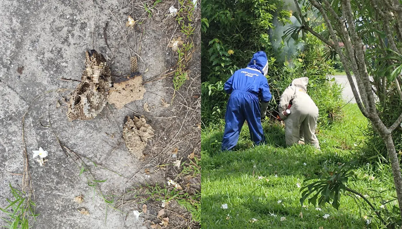 APM Matu Removes Large Wasp Nest Near Igan Library 1 Sarawak, Sarawak News, Igan, Igan News, Civil Defence, Emergency Response, Public Safety, Wildlife Control
