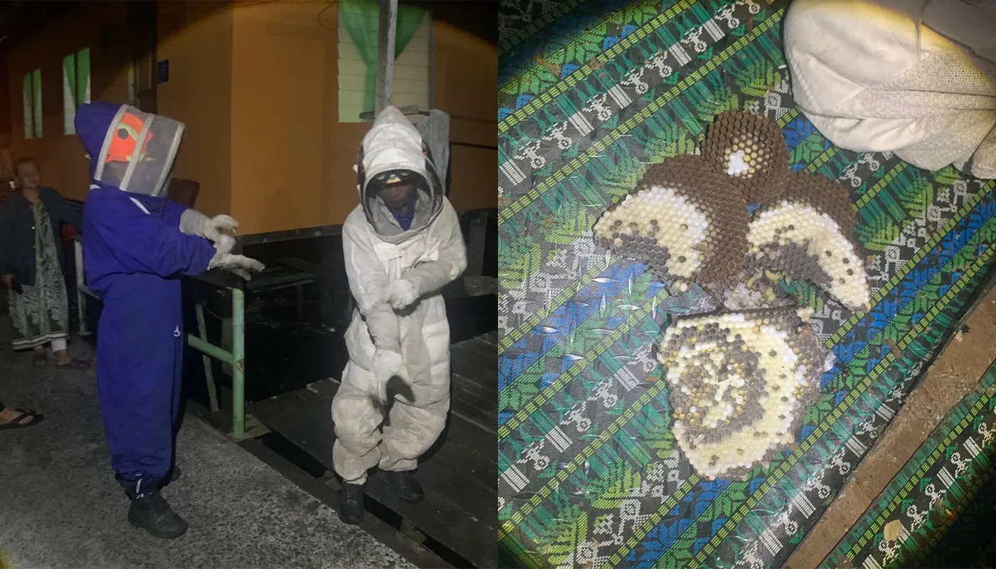 APM Matu Removes Large Wasp Nest in Tian Village 1 Sarawak, Sarawak News, Matu, Matu News, Civil Defence, Public Safety, Emergency Response