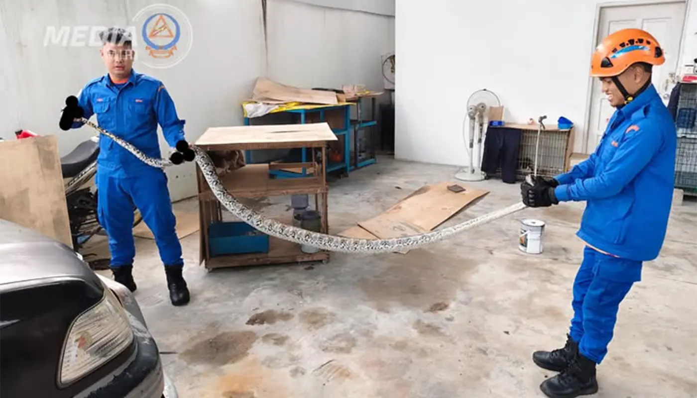 APM Miri Safely Captures Three-Metre Batik Python 1 Sarawak, Sarawak News, Miri, Miri News, Civil Defence, Snake Capture, Public Safety