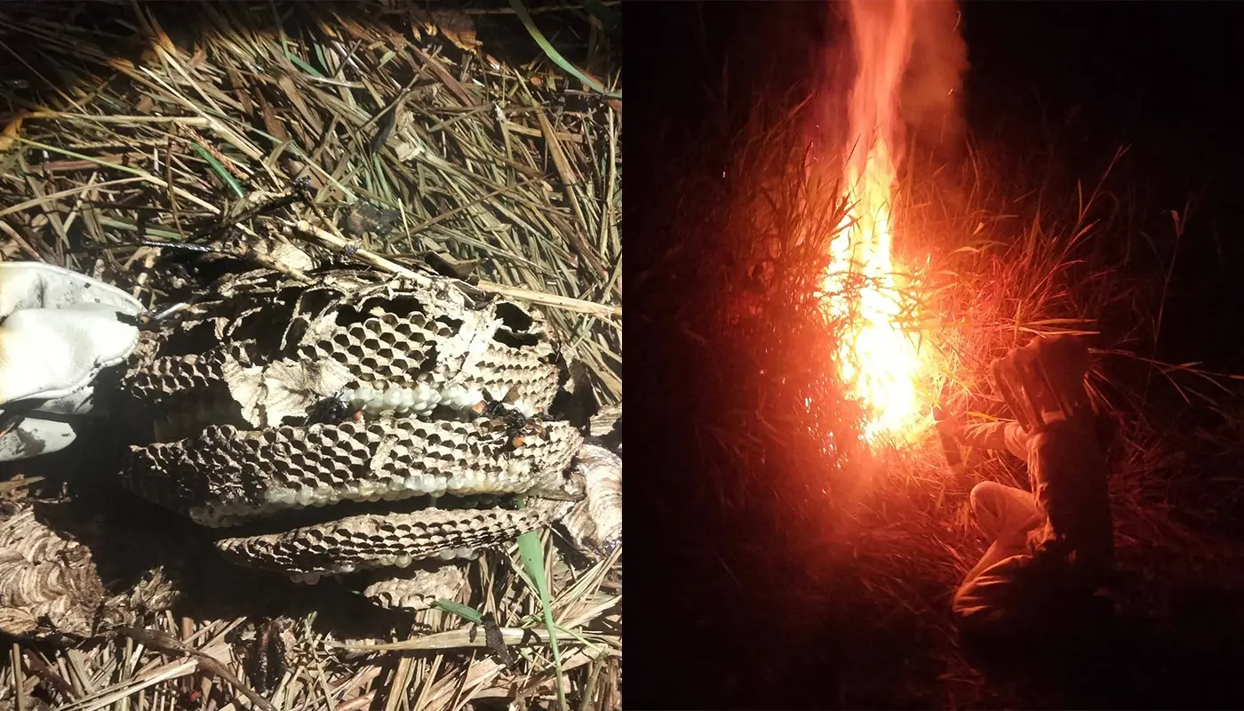 APM Mukah Destroys Large Ground Wasp Nest Safely 1 Sarawak, Sarawak News, Mukah, Mukah News, Civil Defence, Wasp Nest, Public Safety