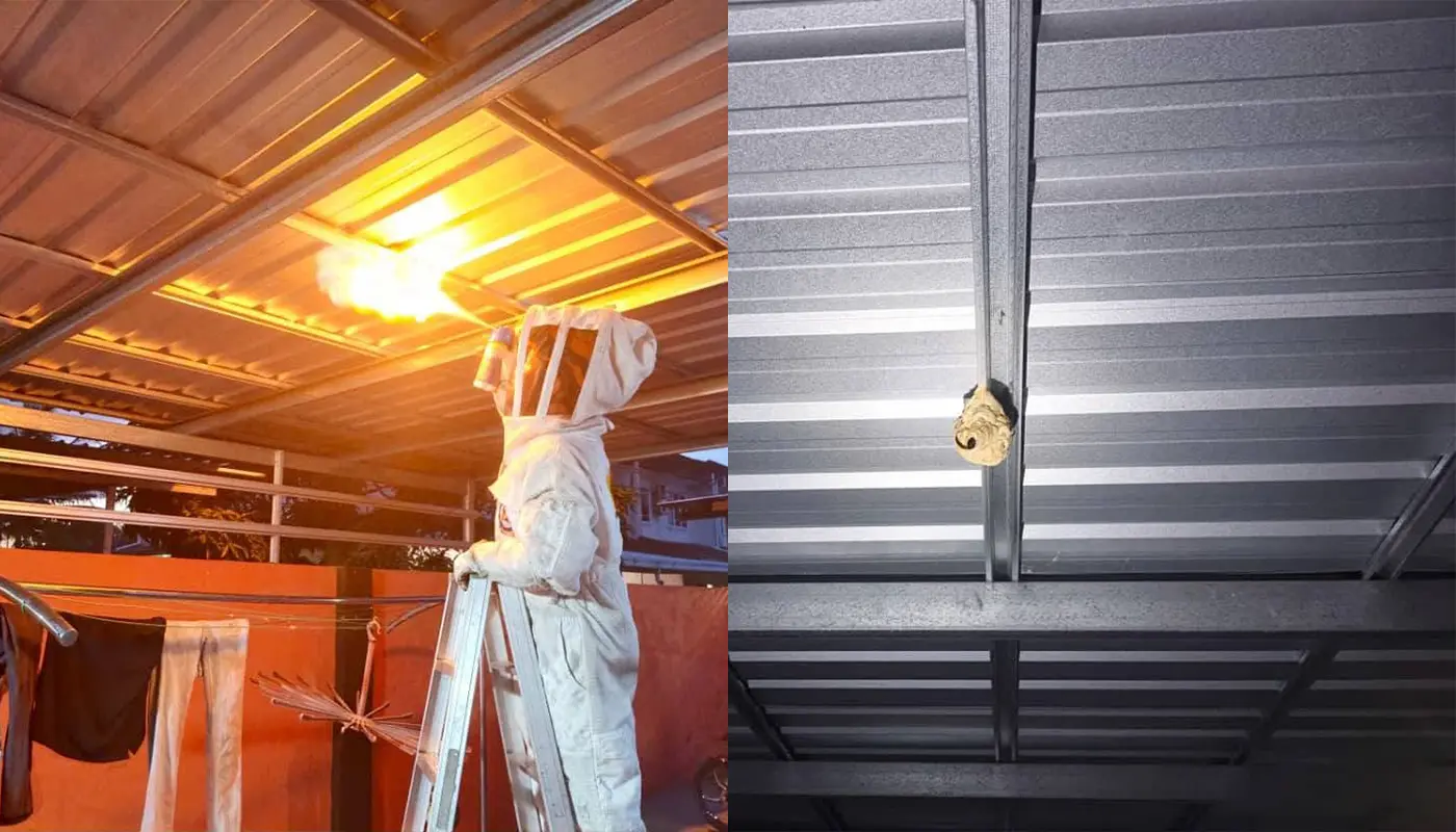 APM Mukah Destroys Large Wasp Nest Safely 1 Sarawak, Sarawak News, Mukah, Mukah News, Wasp Nest, Emergency Response, Public Safety