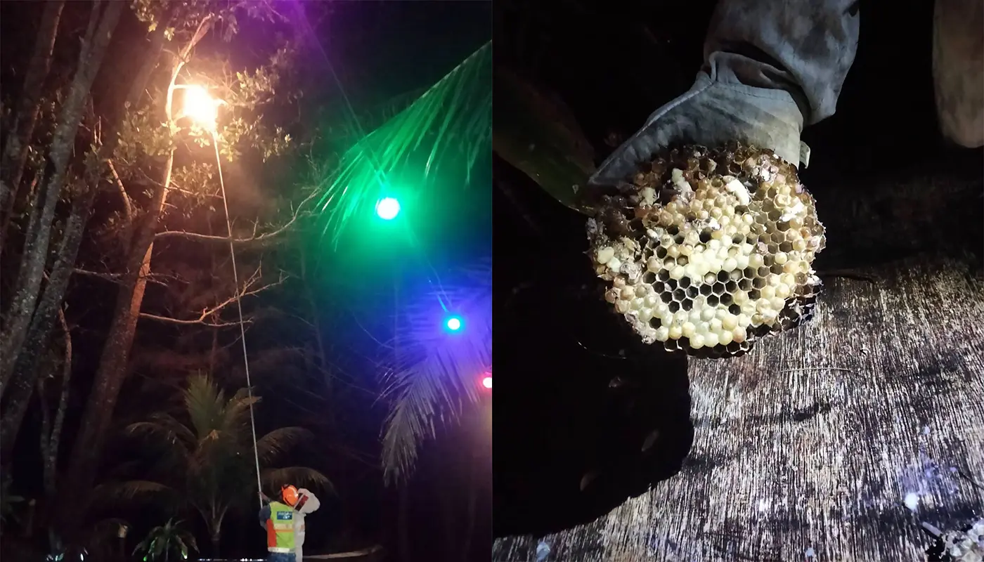 Sarawak, Sarawak News, Mukah, Mukah News, Civil Defence, Emergency Response, Public Safety, Insect Nest Removal