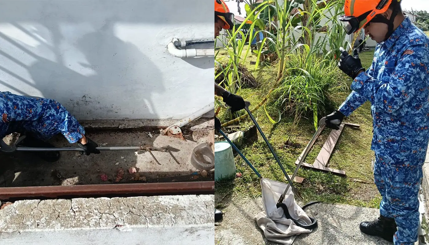 APM Mukah Safely Captures Cobra Behind Village Home 1 Sarawak, Sarawak News, Mukah, Mukah News, Snake Incident, Civil Defence, Wildlife Safety, Public Safety