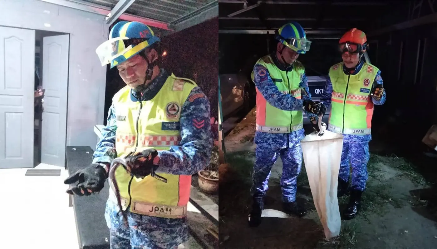 APM Mukah Safely Removes A Pelangi Snake from Home 1 Sarawak, Sarawak News, Mukah, Mukah News, Civil Defence, Snake Capture, Public Safety
