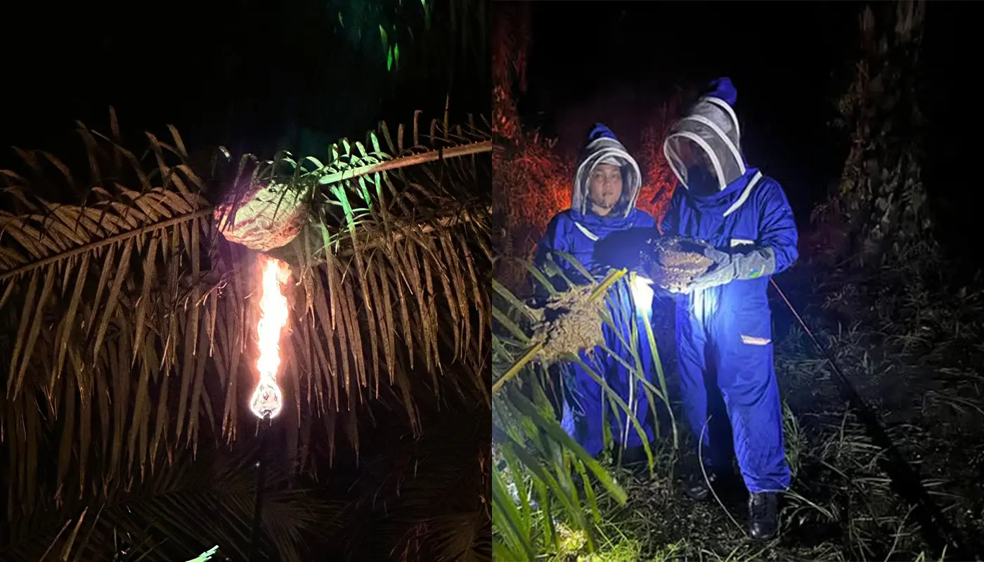 APM Removes A Ground Wasp Nest in Selangau Plantation 1 Sarawak, Sarawak News, Selangau, Selangau News, Oil Palm Plantation, Wasp Nest, Civil Defence, Emergency Response, Public Safety
