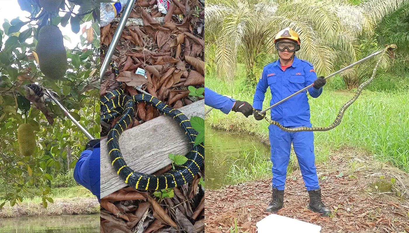 APM Removes Ring Snake from Jackfruit Tree in Lundu 1 Sarawak, Sarawak News, Lundu, Lundu News, Sematan, Sematan News, Civil Defence, Emergency Response, Public Safety, Wildlife Safety