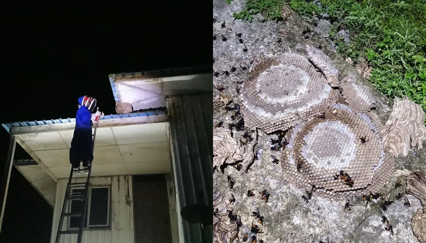 Sarawak, Sarawak News, Sematan, Sematan News, Insect Nest Removal, Civil Defence, Community Safety
