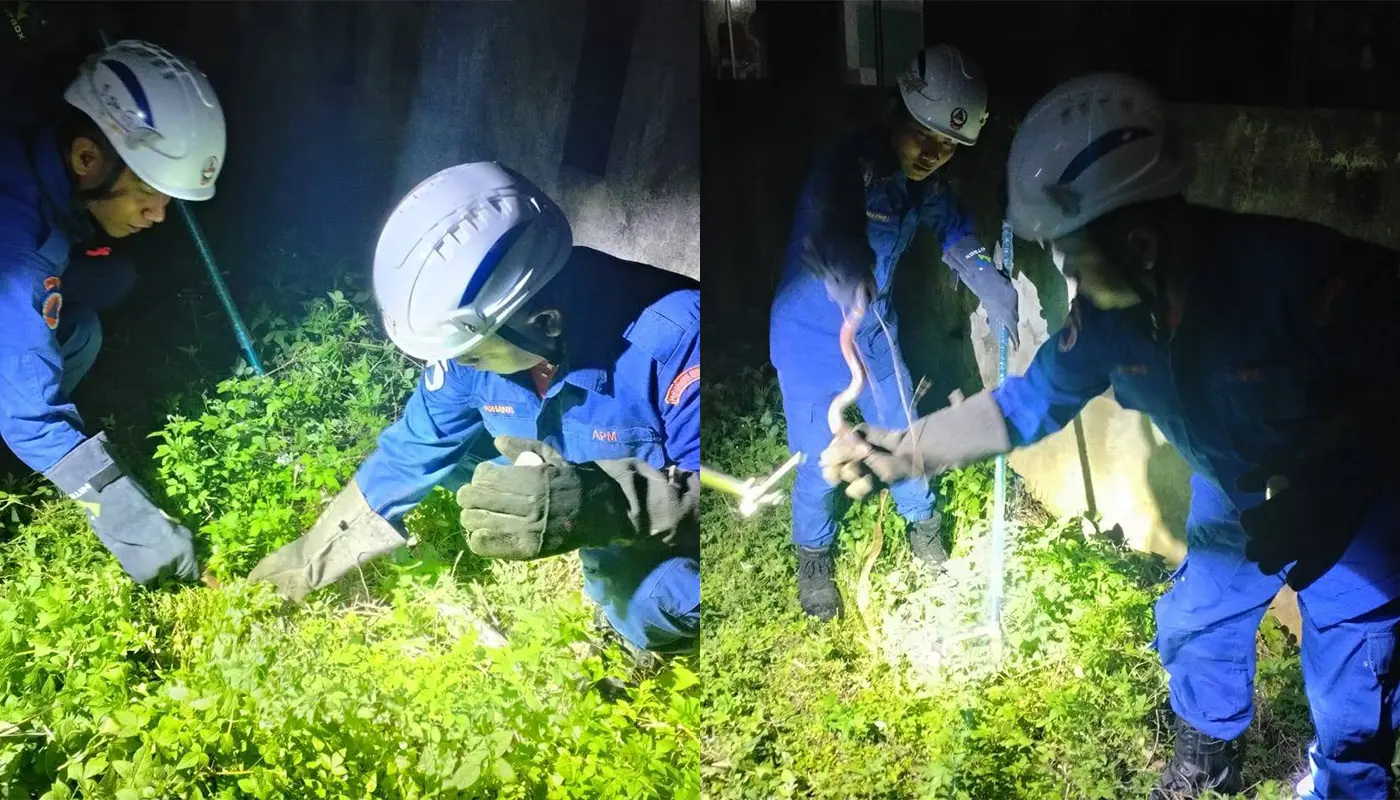 Sarawak, Sarawak News, Song, Song News, Civil Defence, Snake Capture, Public Safety
