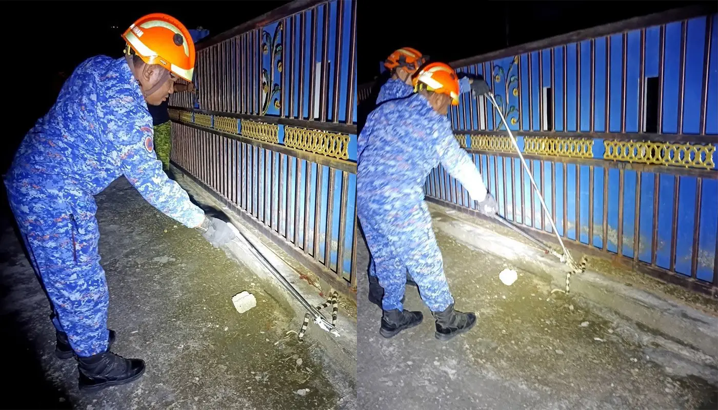 Sarawak, Sarawak News, Spaoh, Spaoh News, Wildlife Incident, Snake Capture, Emergency Response, APM