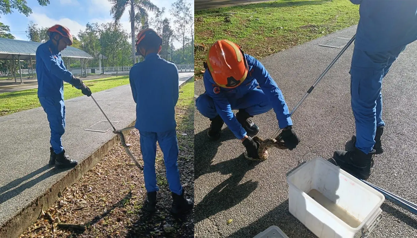 Sarawak, Sarawak News, Spaoh, Spaoh News, Snake Incident, Civil Defence, Wildlife Safety, Public Safety