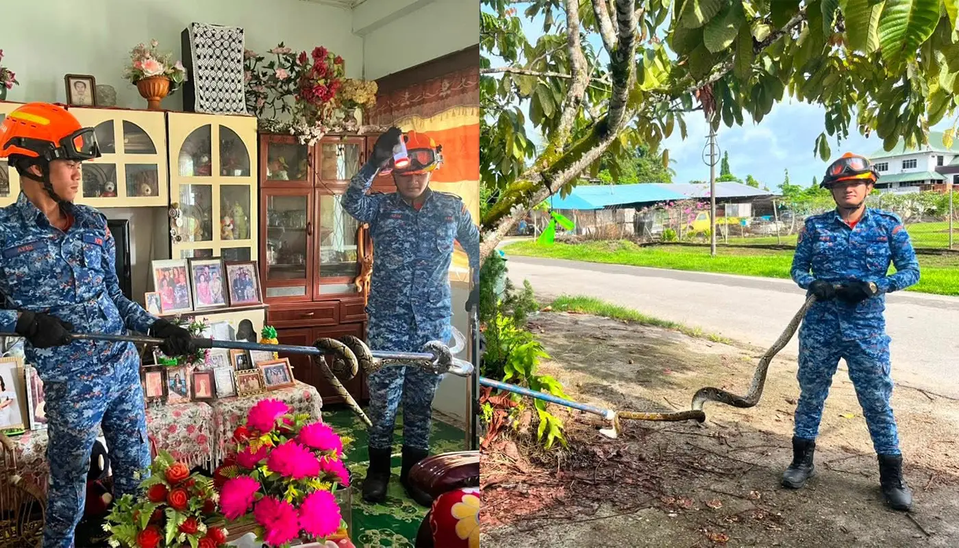 APM Sri Aman Safely Removes Six-Foot Python from Home 1 Sarawak, Sarawak News, Sri Aman, Sri Aman News, Snake Capture, Wildlife Incident, Emergency Response, APM
