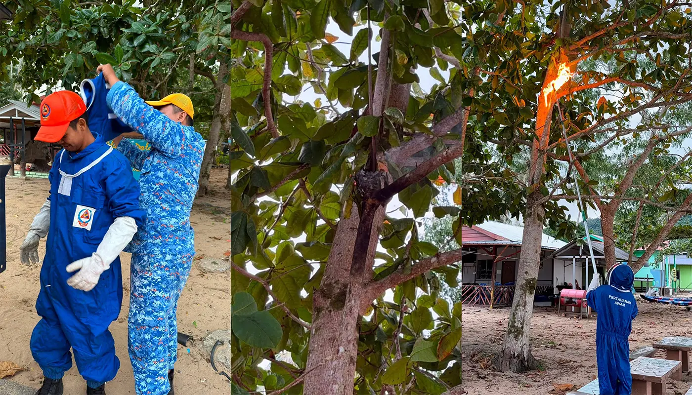 APM Successfully Removes A Wasp Nest in Sematan 1 Sarawak, Sarawak News, Sematan, Sematan News, Insect Nest Removal, Civil Defence, Community Safety