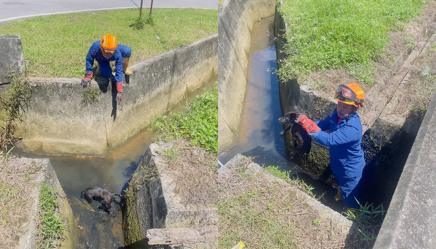 Sarawak, Sarawak News, Tanjung Manis, Tanjung Manis News, Civil Defence, Animal Rescue, Public Safety