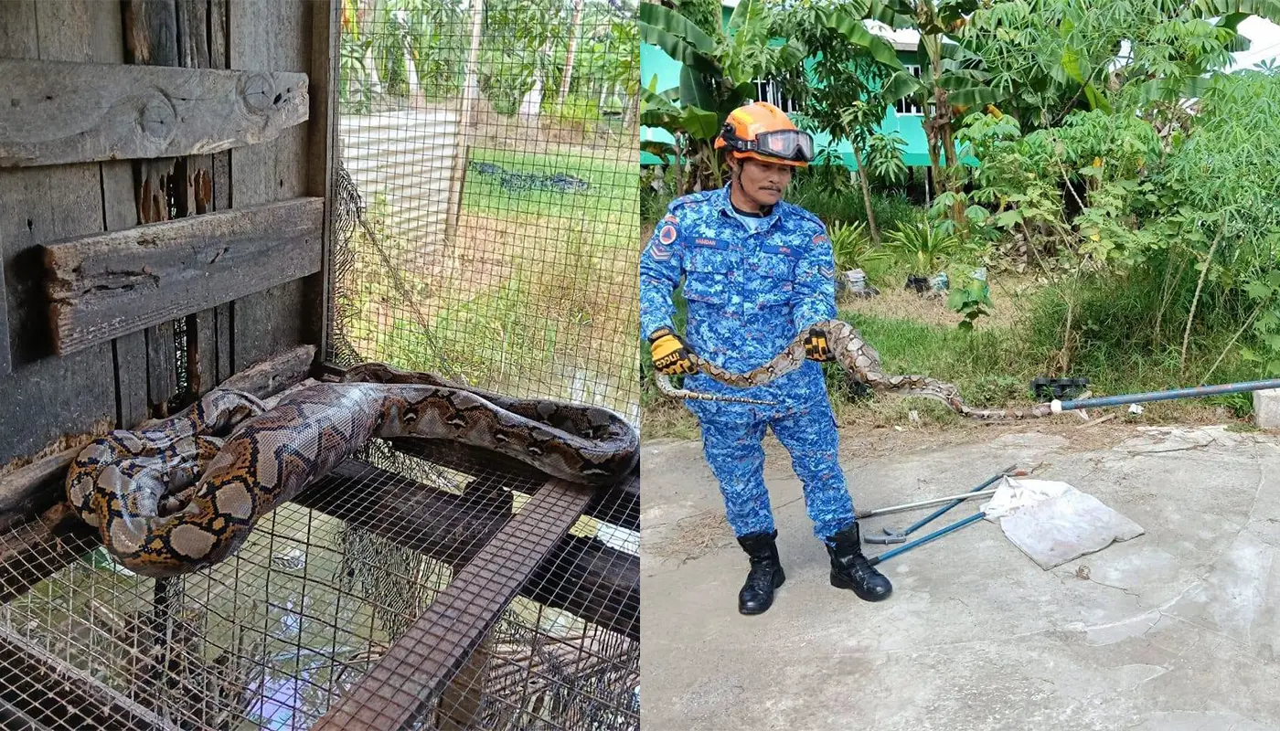 Civil Defence Captures Batik Python in Mukah Chicken Coop 1 Sarawak, Sarawak News, Mukah, Mukah News, Civil Defence, Emergency Response, Wildlife Safety, Public Safety