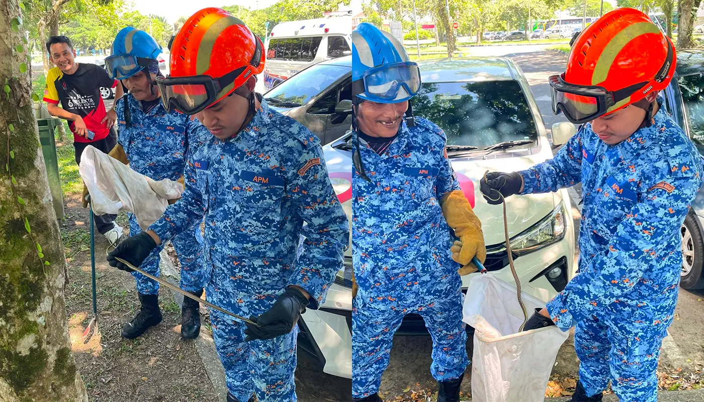 Sarawak, Sarawak News, Mukah, Mukah News, Snake Catching, Civil Defence, Emergency Response, Public Safety