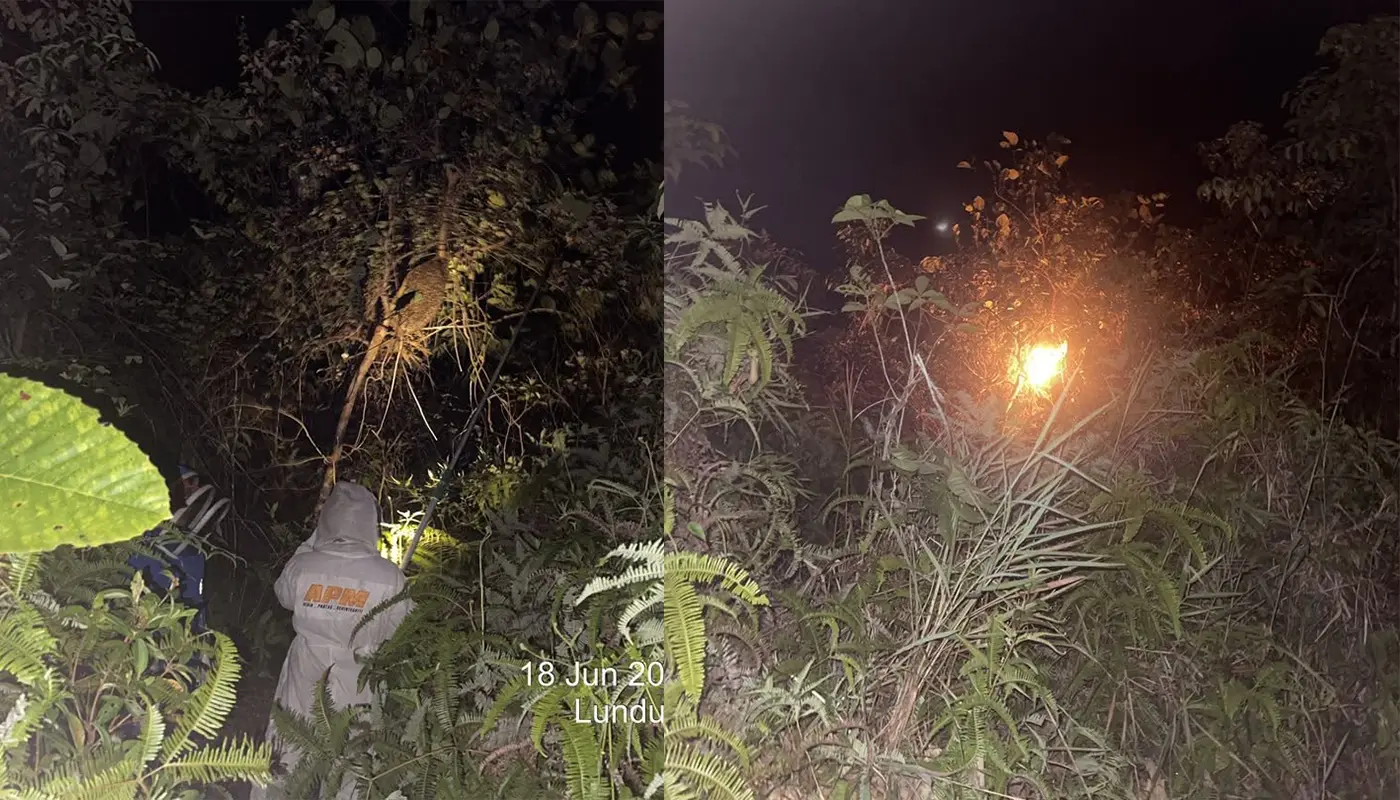 Civil Defence Destroys Honeybee Nest Near Sematan Hall 1 Sarawak, Sarawak News, Sematan, Sematan News, Lundu, Lundu News, Civil Defence, Emergency Response, Public Safety, Wildlife Safety