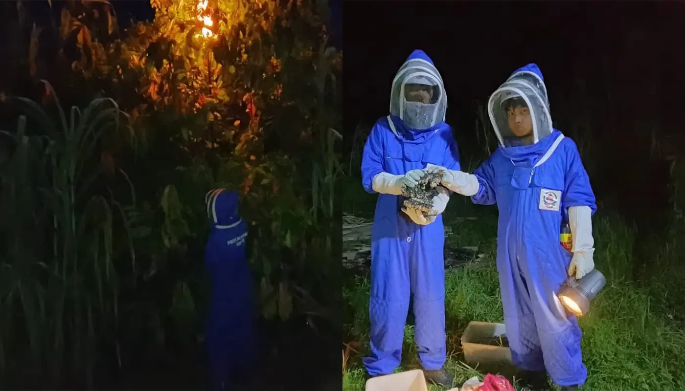 Civil Defence Destroys Wasp Nest Near Selangau School 1 Sarawak, Sarawak News, Selangau, Selangau News, Civil Defence, Emergency Response, School Safety, Public Safety