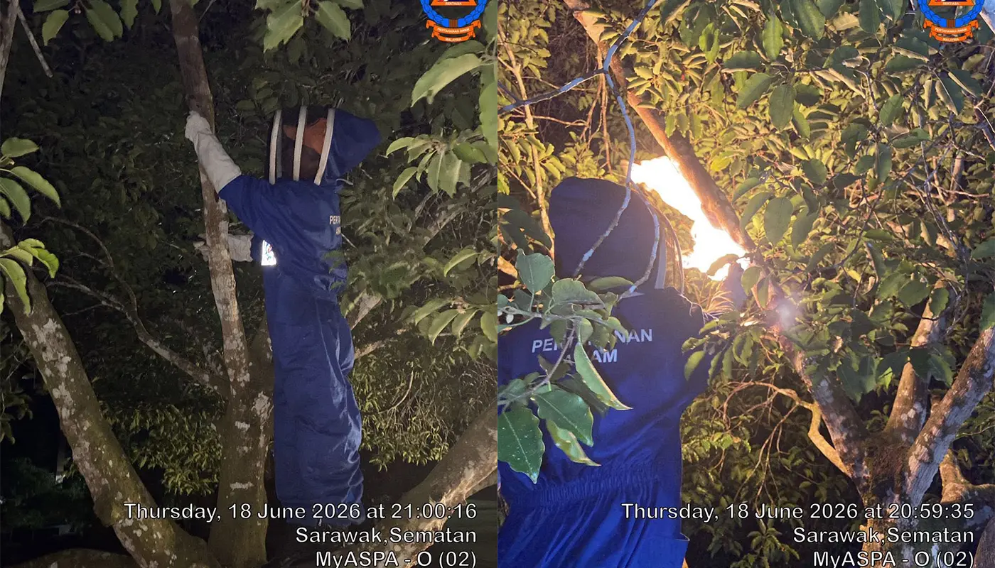 Civil Defence Eliminates Fly Stinger Nest Near Sematan Hall 1 Sarawak, Sarawak News, Sematan, Sematan News, Lundu, Lundu News, Civil Defence, Emergency Response, Public Safety, Wildlife Safety