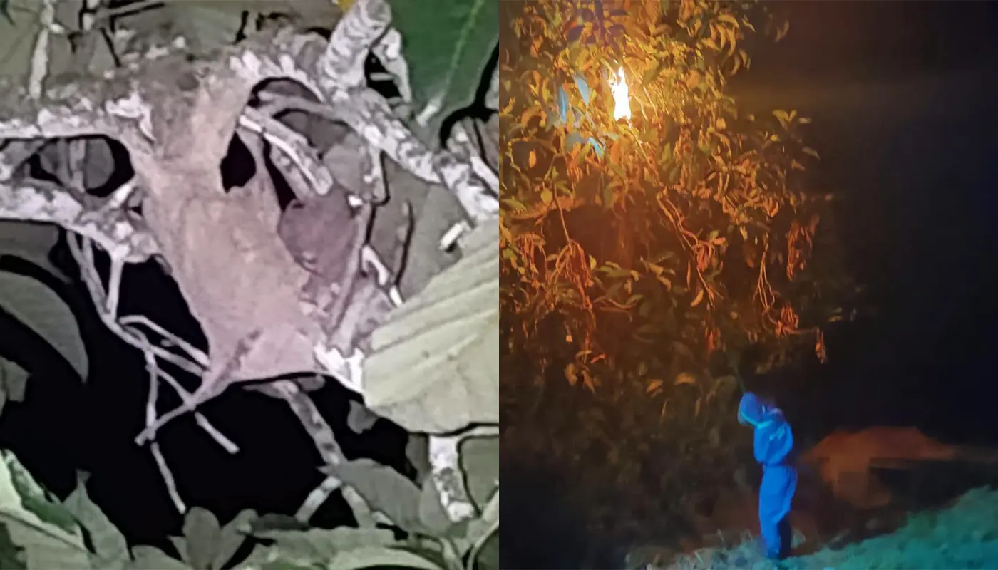 Civil Defence Force Destroys Stinging Fly Nest in Saratok 1 Sarawak, Sarawak News, Saratok, Saratok News, Civil Defence, Emergency Response, Public Safety, Wildlife Control