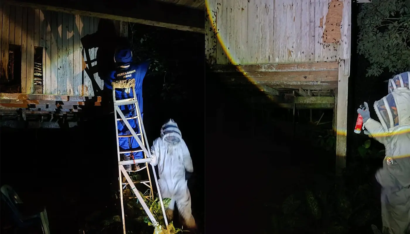 Civil Defence Force Eliminates Hornet Nest in Limbang 1 Sarawak, Sarawak News, Limbang, Limbang News, Civil Defence, Emergency Response, Public Safety, Household Safety